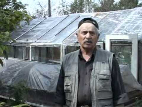 Теплица из пластиковых бутылок